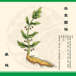 传统草药萎蕤 葳蕤