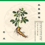 传统手绘苍术草药图