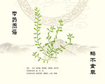 鹅不食草石胡荽