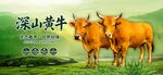 深山黄牛