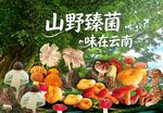 野生菌海报