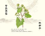 中草药牛蒡子植株图