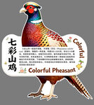 七彩山鸡图案设计素材