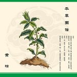 黄精植物图示