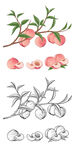 水蜜桃插画