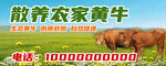 黄牛