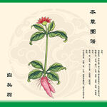 白头翁草植物手绘图
