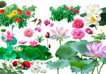 花草