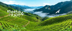 茶山