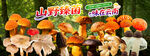 野生菌海报