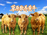 草原散养黄牛