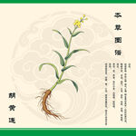 手绘胡黄连草本植物图