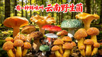 云南野生菌