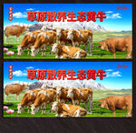 黄牛