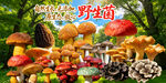 野生菌 