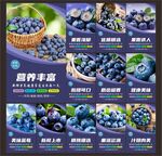 蓝莓图片