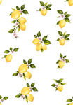 柠檬 数码