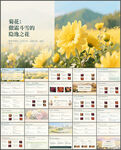 隐逸之花菊花介绍课件ppt