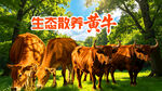 散养黄牛