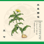 三七中草药三七