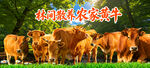 森林散养黄牛