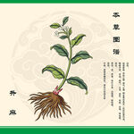 升麻植物图绘中药升麻