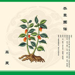 荜茇手绘草本草图鉴