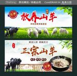 放养山羊 正宗山羊