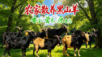 农家散养黑山羊