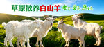 山羊