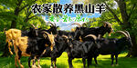 黑山羊海报