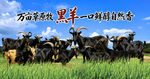 黑山羊