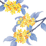 桂花插画