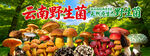 野生菌广告  