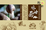 珍稀鸡油菌 自然之馈赠