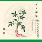 手绘本草图之藁本