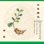 拳参植物图