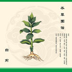 本草纲目白前植物图