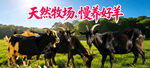 草原黑山羊 