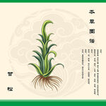 本草甘松