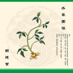 本草纲目插画之胡延索