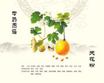 天花粉瓜蒌栝楼