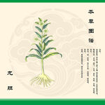 本草纲目龙胆