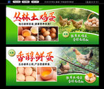 丛林土鸡 
