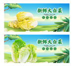 大白菜