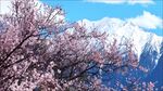 西藏灵芝