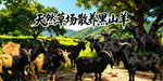 深山散养黑山羊