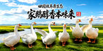 农家土鹅