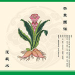 蓬莪术中草药