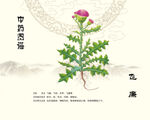 飞廉中药飞廉
